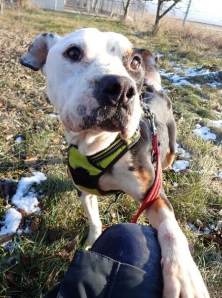 Adopter Tossaia