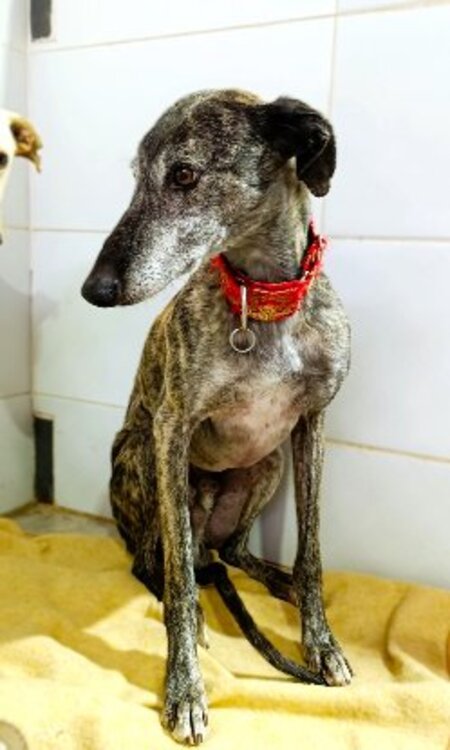 Adopter Totki