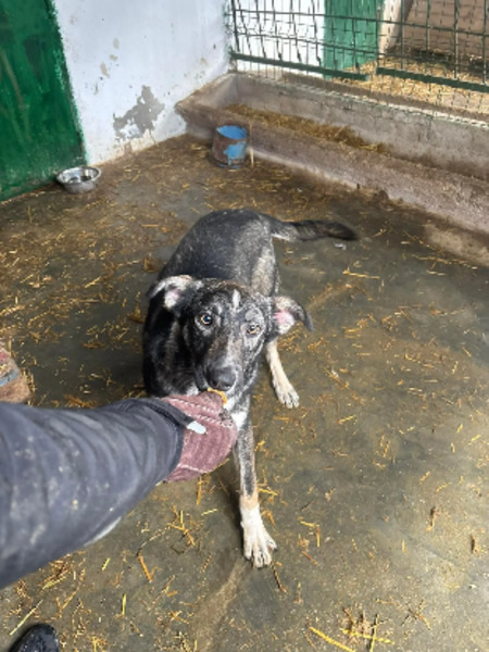 Adopter Toughy