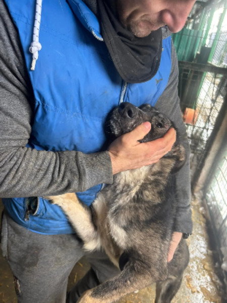 Adopter Toughy