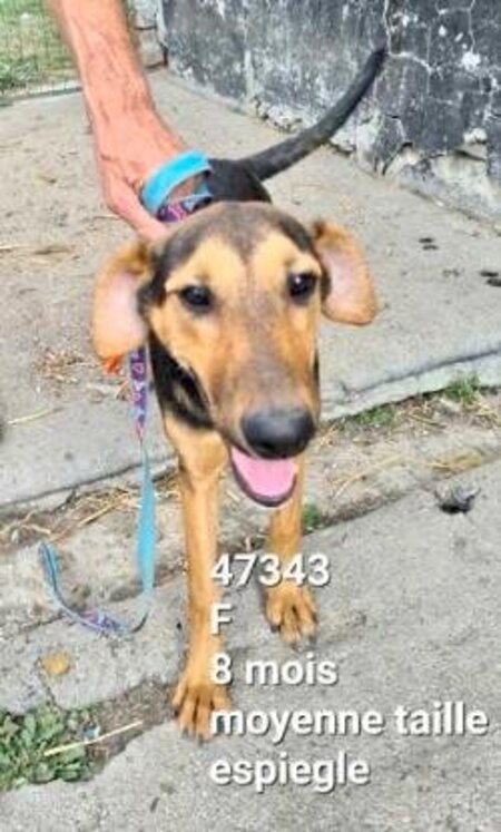 Adopter Toula