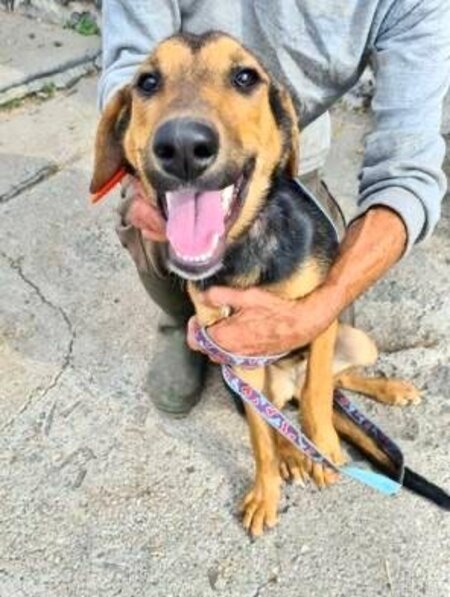 Adopter Toula