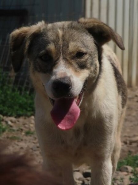 Adopter Toulouse