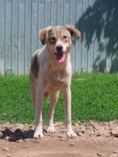 Adopter Toulouse