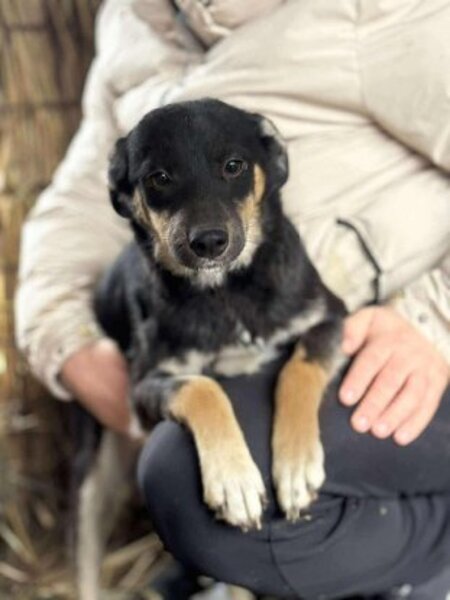 Adopter Trixie