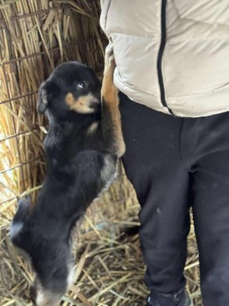 Adopter Trixie
