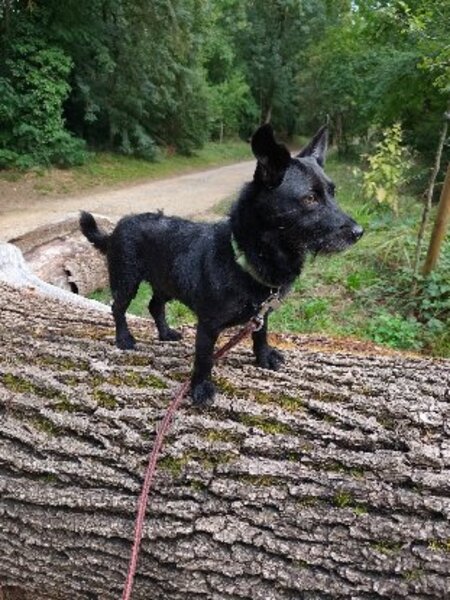 Adopter Tsuky