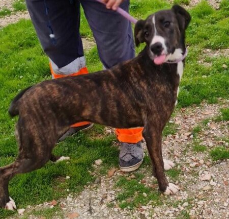 Adopter Tucha