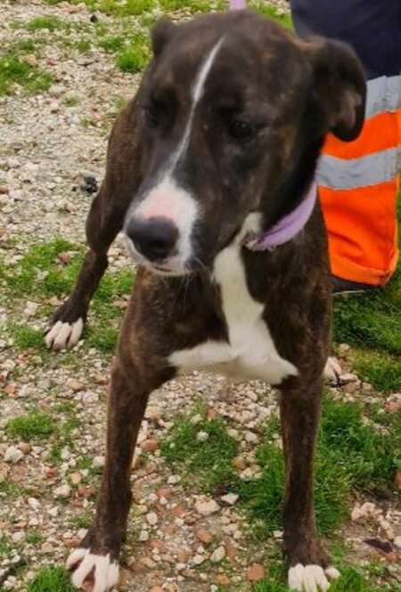 Adopter Tucha