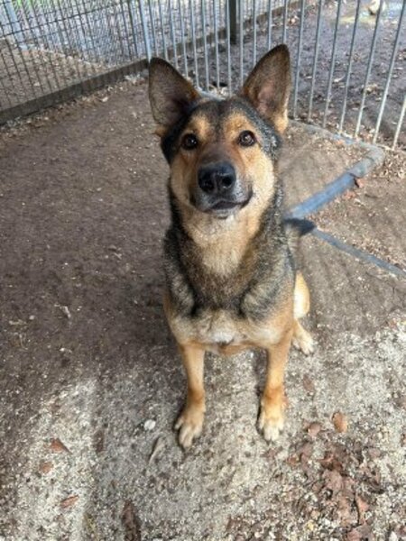 Adopter Tucker
