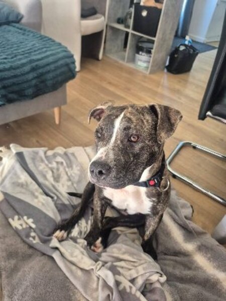 Adopter Tuco