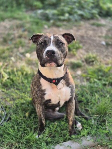 Adopter Tuco