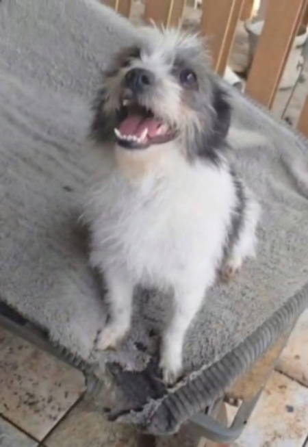 Adopter Tulfut