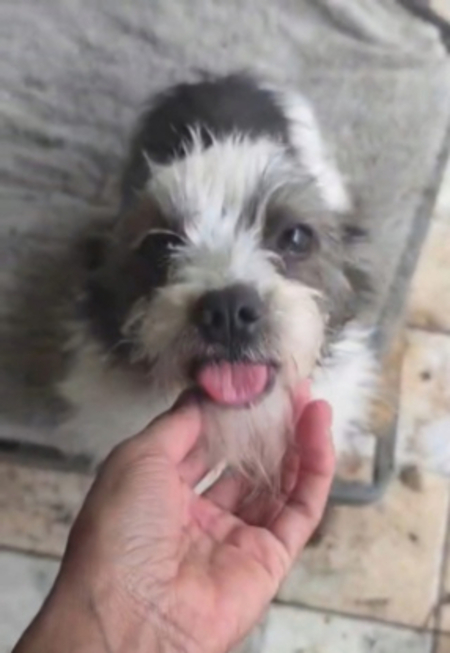Adopter Tulfut