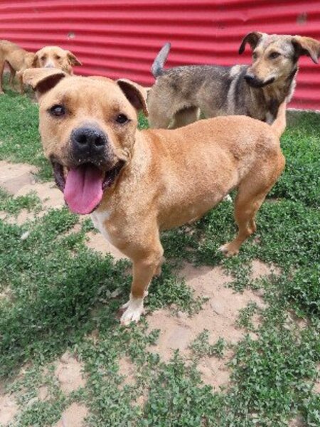 Adopter Tunari