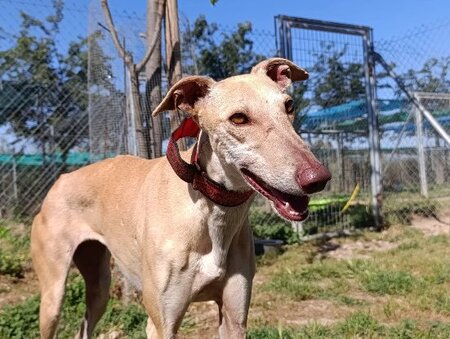 Adopter Turauesa