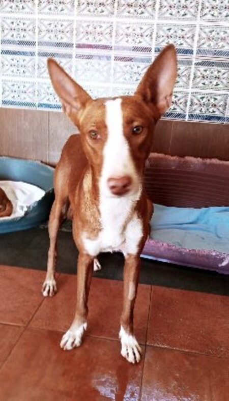 Adopter Turron