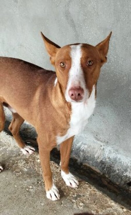 Adopter Turron