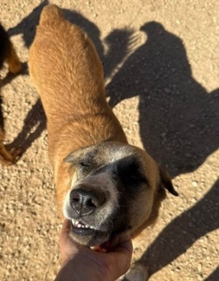 Adopter Twix