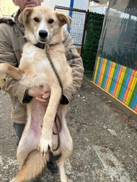 Adopter Twixy
