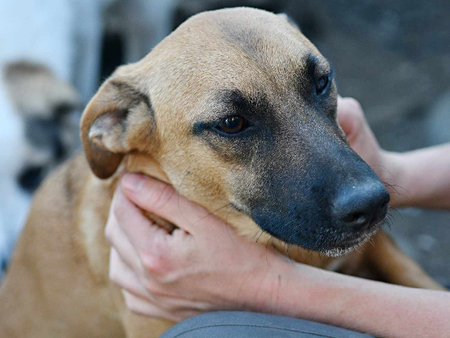 Adopter Uka