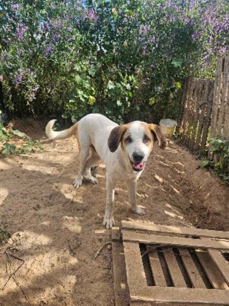 Adopter Ulices