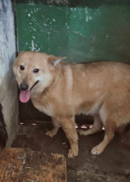 Adopter Ulko