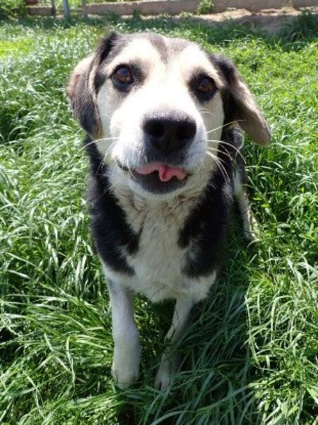 Adopter Ulysse