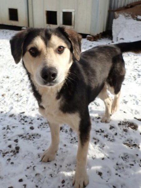 Adopter Ulysse