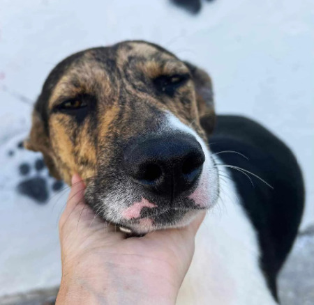 Adopter Uno