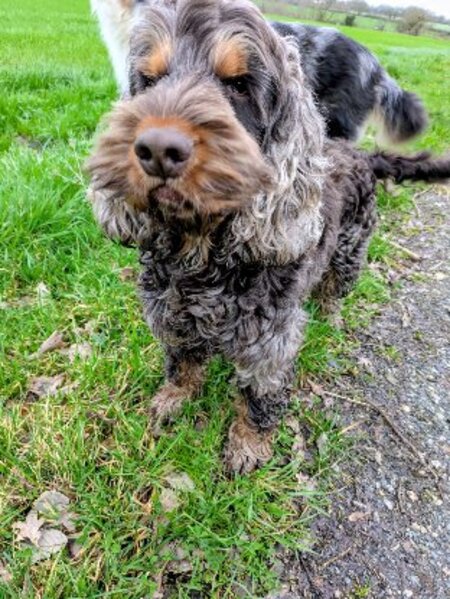 Adopter Usko
