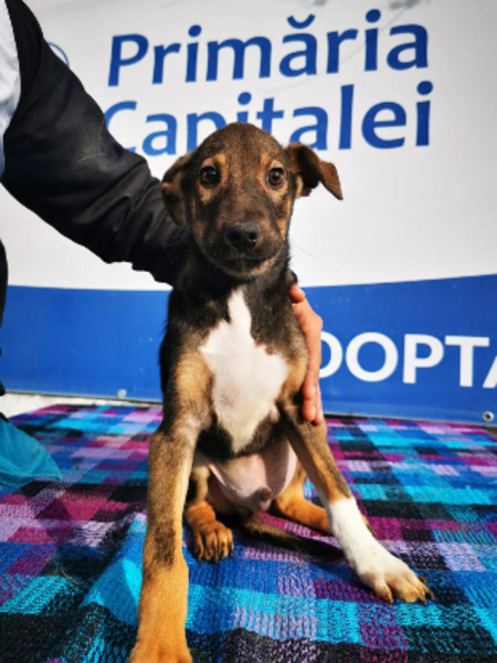 Adopter Utah