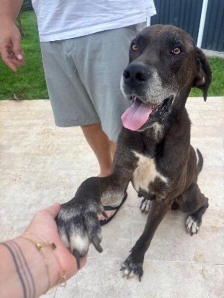 Adopter Vaïko