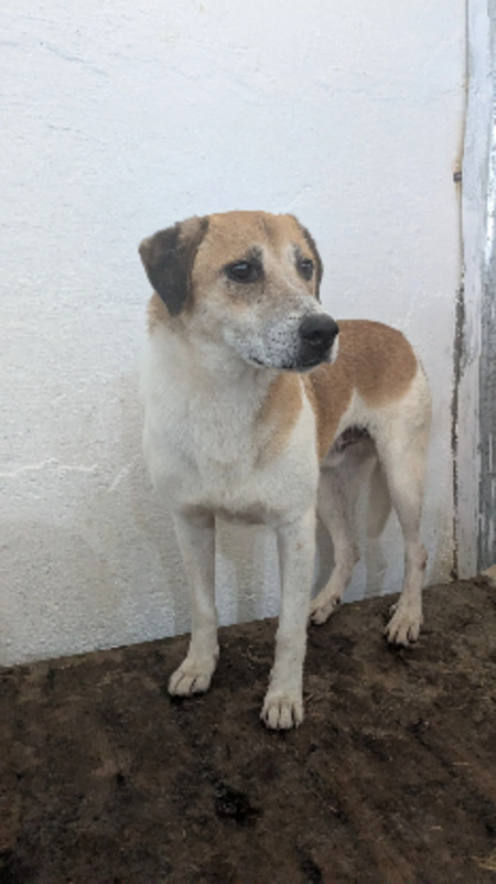 Adopter Vaillant