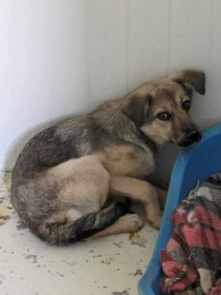 Adopter Valdor