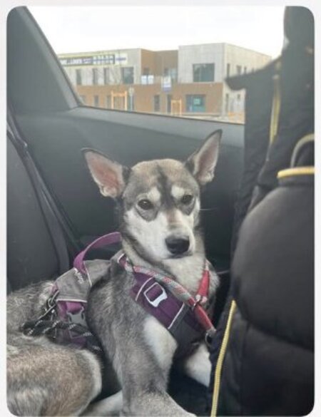 Adopter Valka