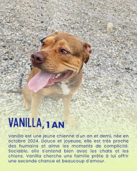 Adopter Vanilla