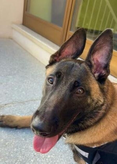 Adopter Vanille
