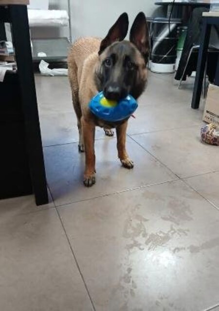 Adopter Vanille
