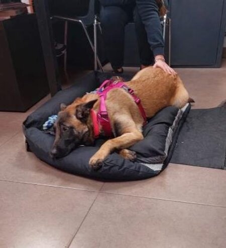 Adopter Vanille
