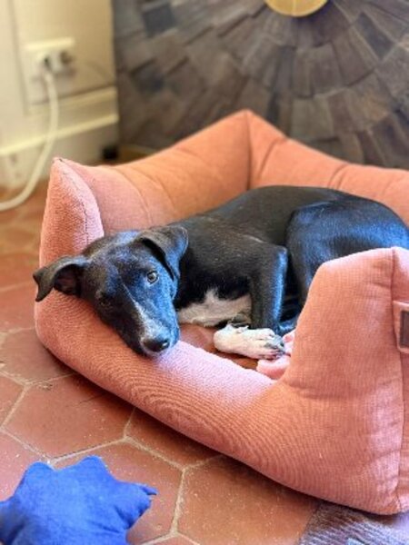 Adopter association PLUM