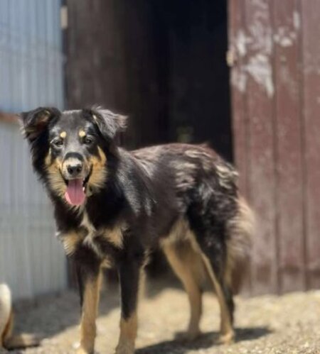 Adopter Vasco