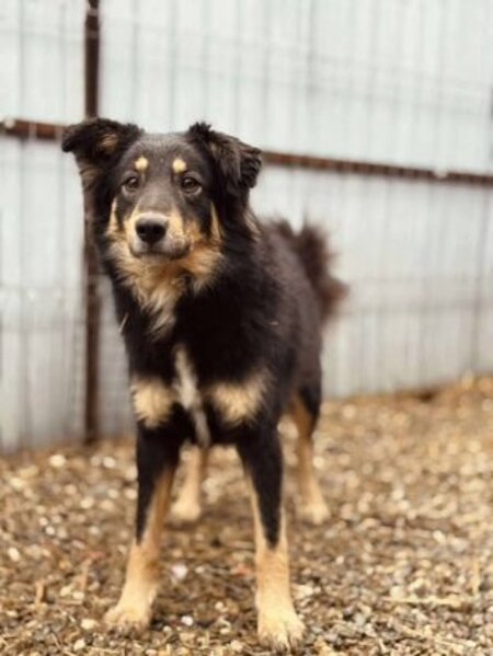 Adopter Vasco
