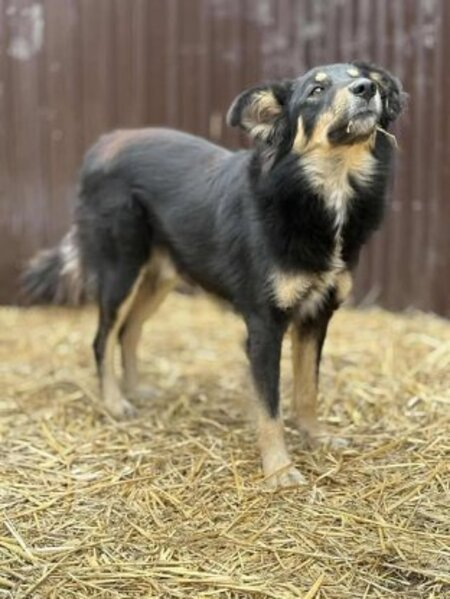 Adopter Vasco