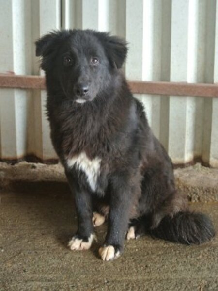 Adopter Vasco