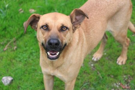 Adopter Vasco