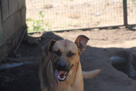 Adopter Vasco