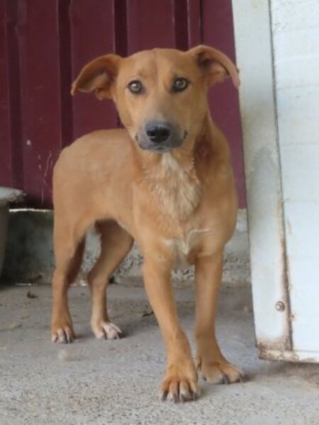 Adopter Vega