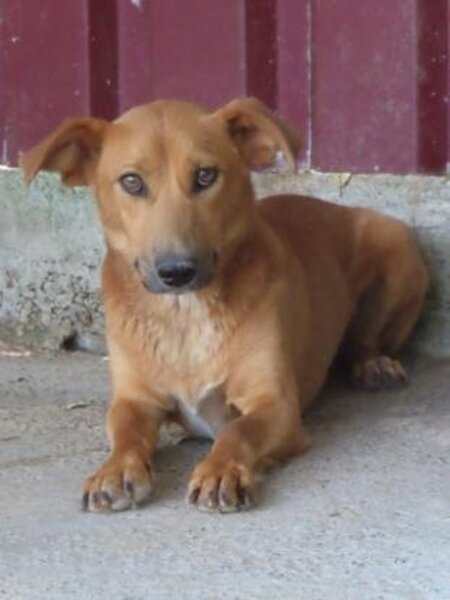 Adopter Vega