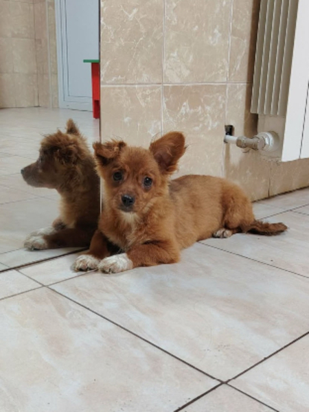 Adopter Vega